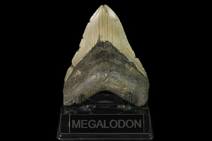 Fossil Megalodon Tooth - North Carolina #147022
